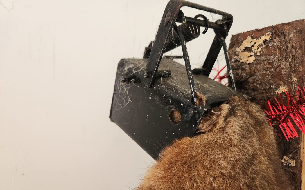Steve started making kill traps in the early 1990s and has been fine-tuning them ever since. The image shows a stuffed possum with its head in one of Steve's traps