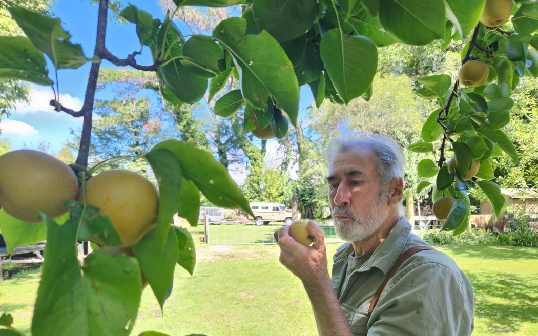 William takes a bite of a nashi.