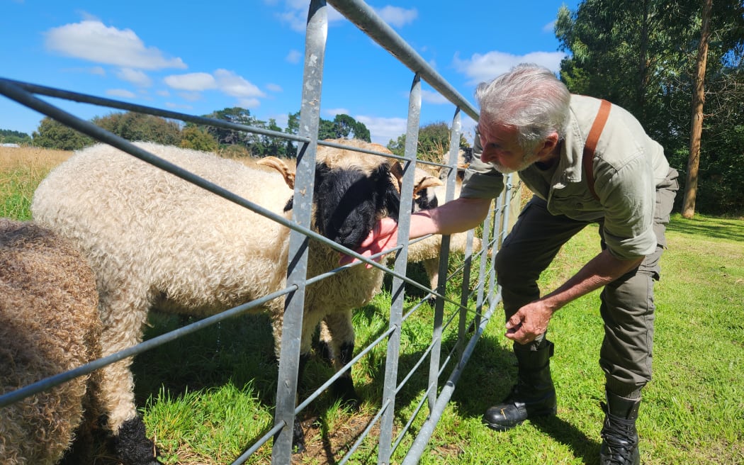 William bends down to pat his sheep
