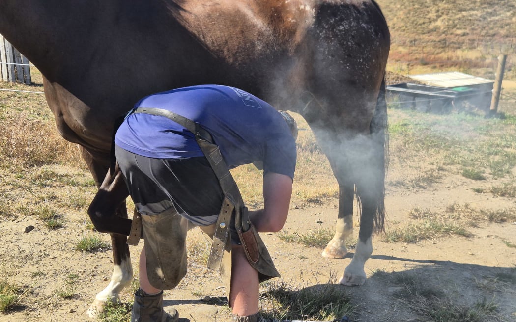 While the hot shoe placed against the hoof emits a puff of smoke that smells like burnt hair, it does not harm the horse.