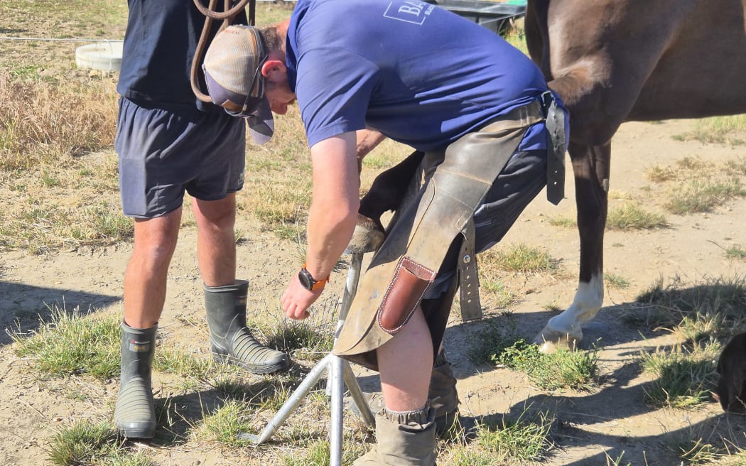 A rasp is used to file away excess hoof growth and shape it.
