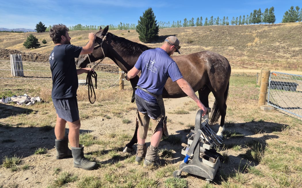 Every horse and every hoof is different.