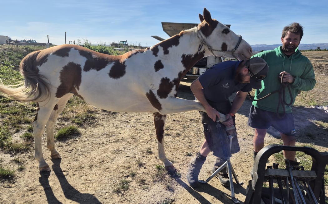 Today he's working with Twix, a beautiful seven year old paint mare, and her paddock companion Rip, short for Ripples, a six year old Appalooza thoroughbred.