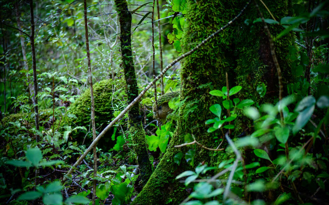 An image of the forest floor. There is a large tree and rock covered in bright green moss and some small twigs and samplings with green leaves. Barely visible is a portion of the head of a green kākāpō peaking out from behind a tree.
