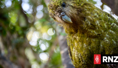 A clifftop rescue adds to kākāpō chick numbers