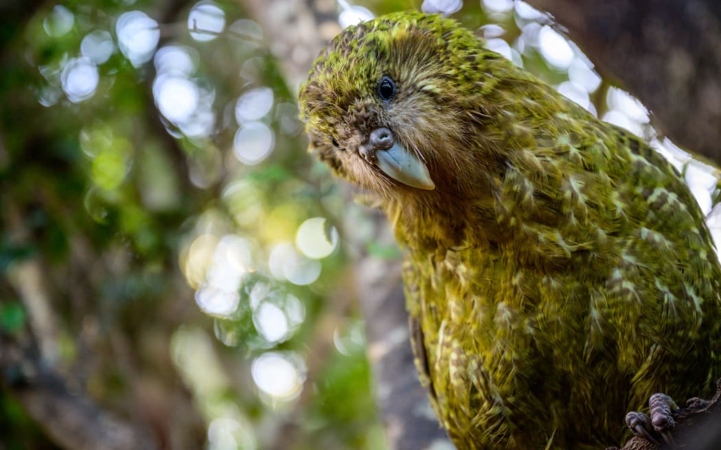 A kākāpō is photographed from below. The bird is looking down at the camera almost quizzically. The forest background is blurred.