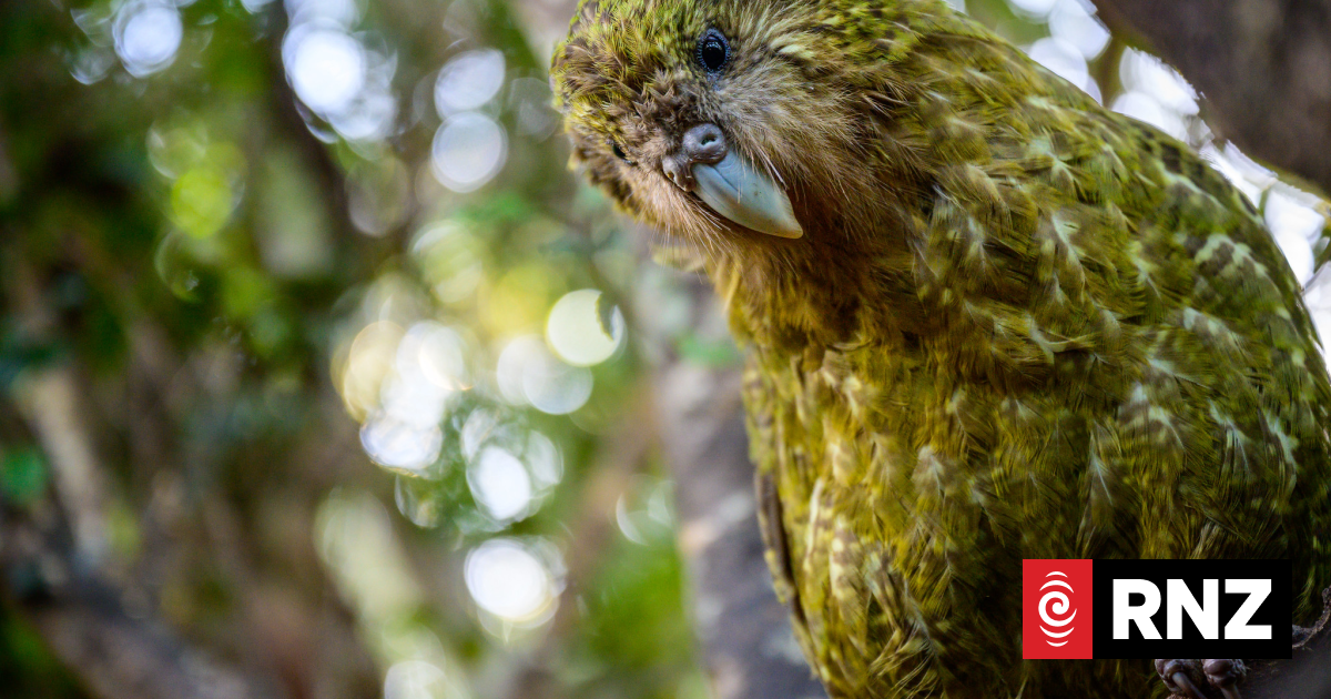A clifftop rescue adds to kākāpō chick numbers