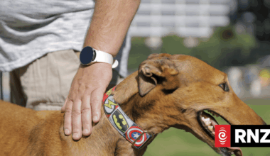 Last ditch flight for greyhound trainers