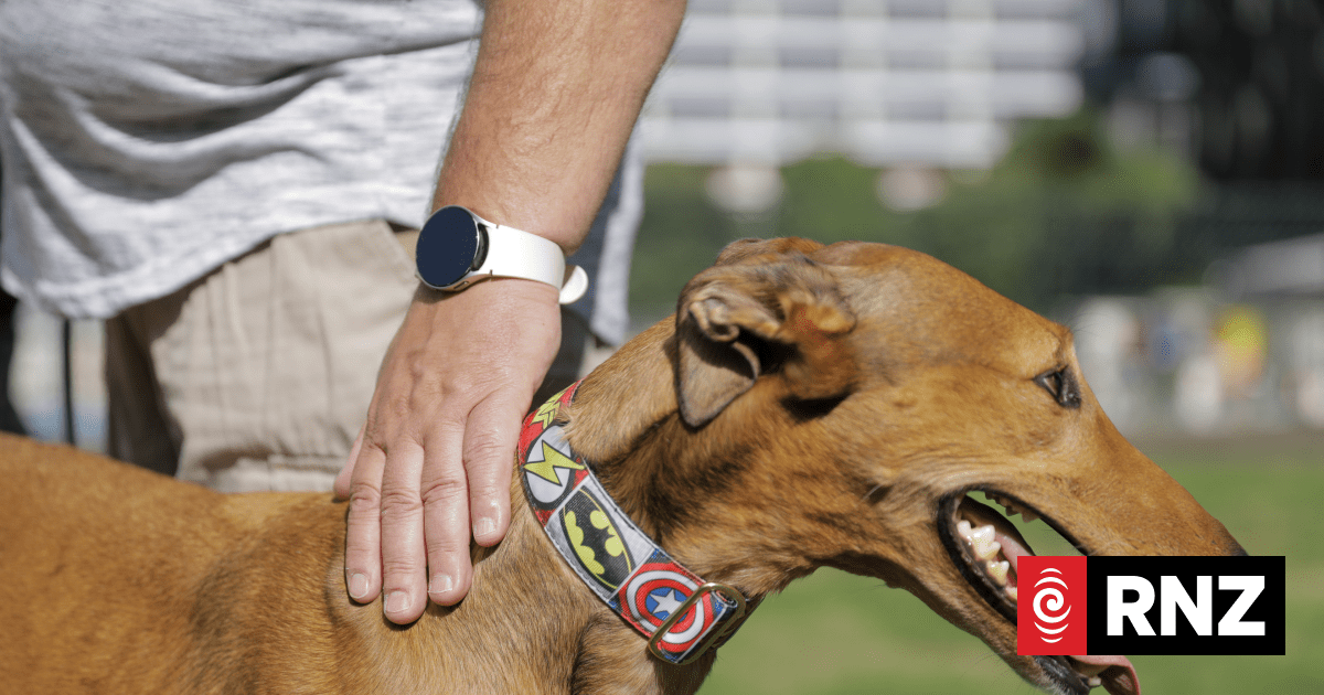 Last ditch flight for greyhound trainers