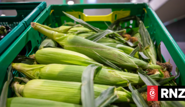 Government invests $50,000 for Hawke's Bay grower group's McCain factory takeover bid