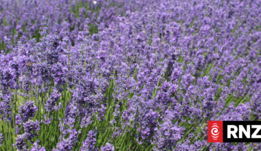 The lavender breeder putting New Zealand on the map