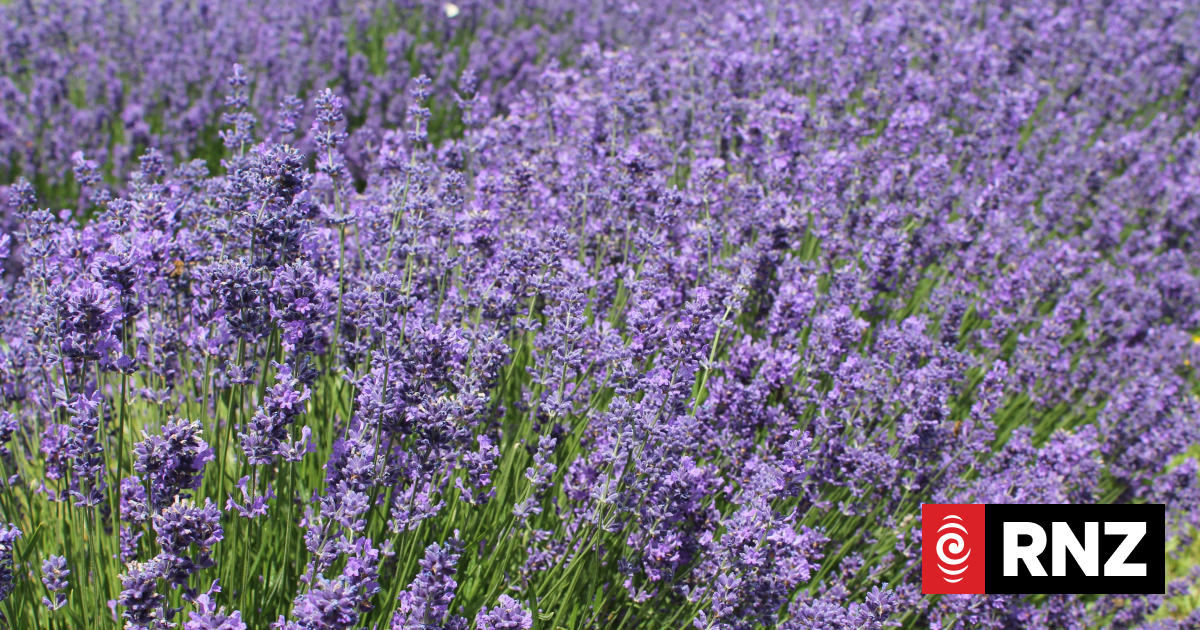 The lavender breeder putting New Zealand on the map