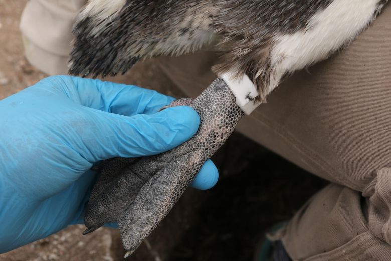 The band was modified to include a small piece of stainless-steel wiring, allowing the field team to fit it to the width of the penguin’s leg.