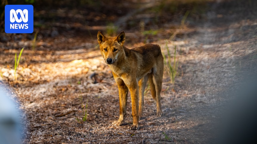 New Adelaide University study finds many purebred dingoes contain some domestic dog genetics