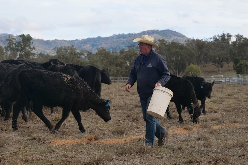 A man with a bucket walks past cattle eating grain off a bare paddock