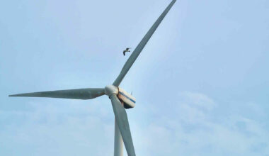 Birds now using wind turbines