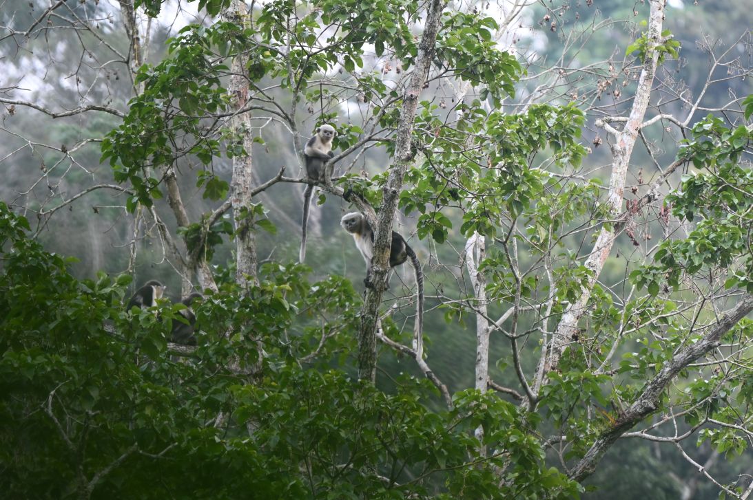 Around 80% of the species' population lives in Khau Ca in northern Vietnam.
