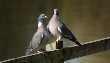 New study targets liver as magnetic sensor behind pigeon’s long-range navigation