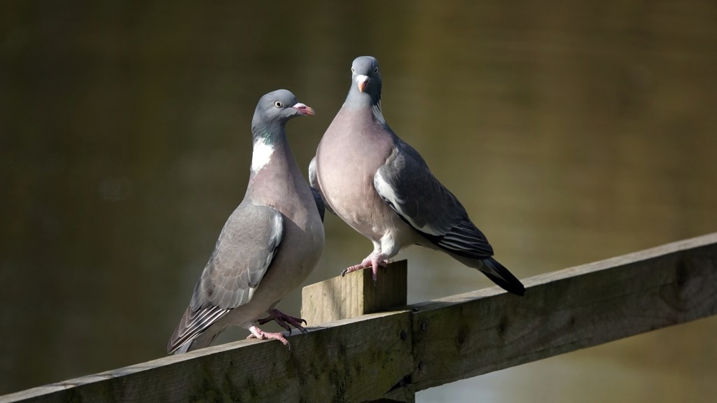New study targets liver as magnetic sensor behind pigeon’s long-range navigation