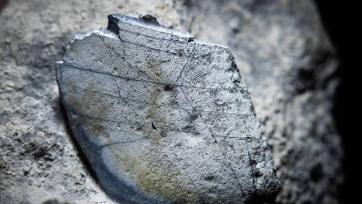5076870 5 Articlelarge Fossil Sharks Discovered 3