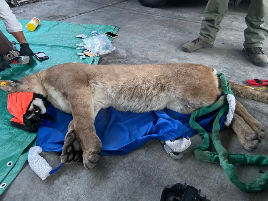 A mountain lion was tranquilized after it was found in a busy area of Escondido, Calif. on May 4, 2026. (CDFW)