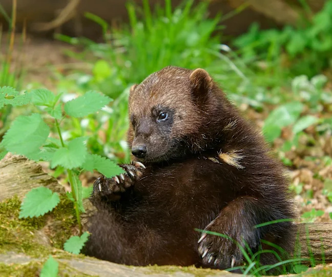 Wolverine (Gulo gulo), sit on a meadow and observe, springtime