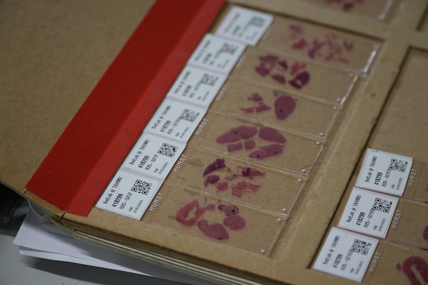 A dozen different tissue samples taken from deceased black and white birds