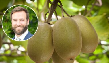 India free trade agreement: Zespri welcomes deal as kiwifruit tariffs slashed
