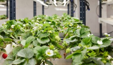 26 Seasons targets $1.75m capital raise after deal to supply strawberries to airline Emirates
