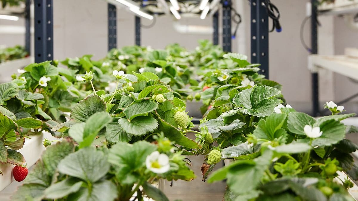 26 Seasons targets $1.75m capital raise after deal to supply strawberries to airline Emirates
