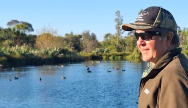 Duck shooting season: Do they know it’s coming?