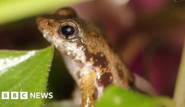 Rare frogs arrive at London Zoo from Ghana in conservation bid