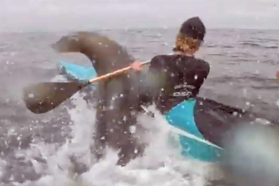 Sea lion jumps out of water near canoe racing in California bayCredit: Alan Luckow via Storyful