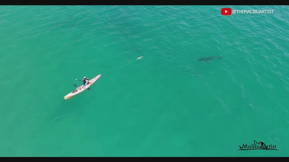 Great white bites camera