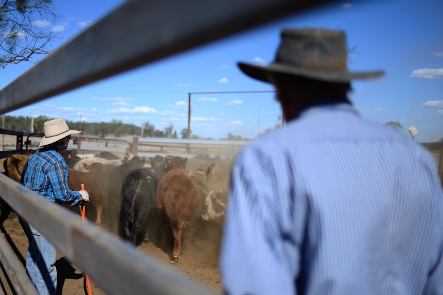A man and a woman move cattle through a very dusty yard.