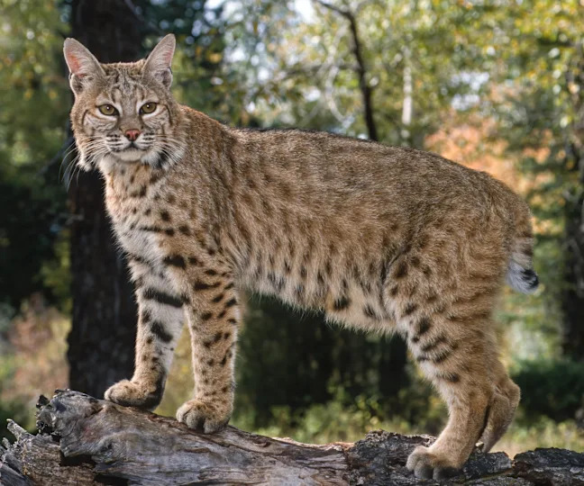 The bobcat (Lynx rufus), also known as the red lynx, is a medium-sized cat native to North America.
