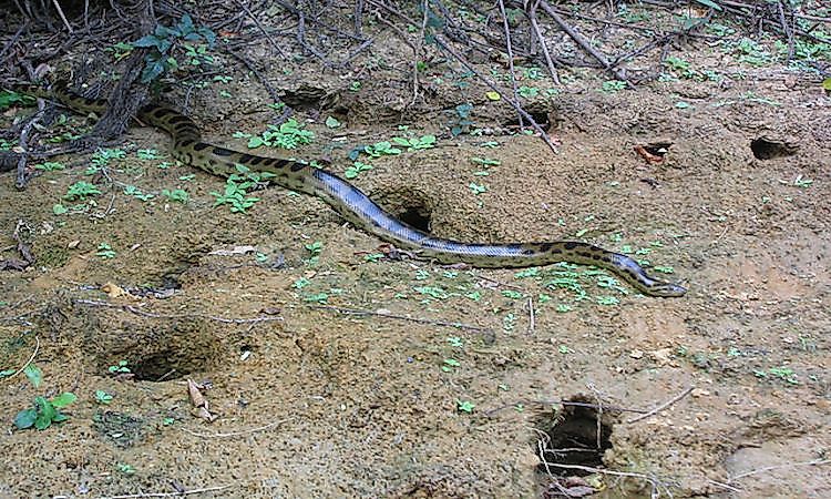 The Bolivian Anaconda (Eunectes beniensis), photographed at Puerto Salinas on the Beni River in the Beni department of Bolivia, a small species restricted to the seasonally-flooded llanos of northern Bolivia and adjacent Brazil.