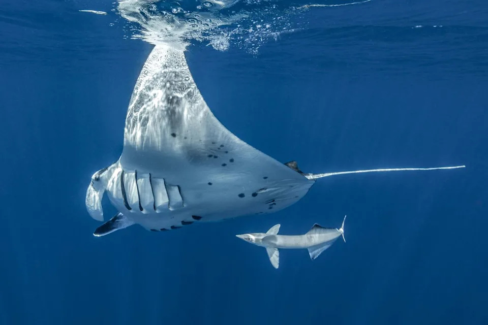Manta ray and a remora (stock)Credit: Alexis Rosenfeld/Getty