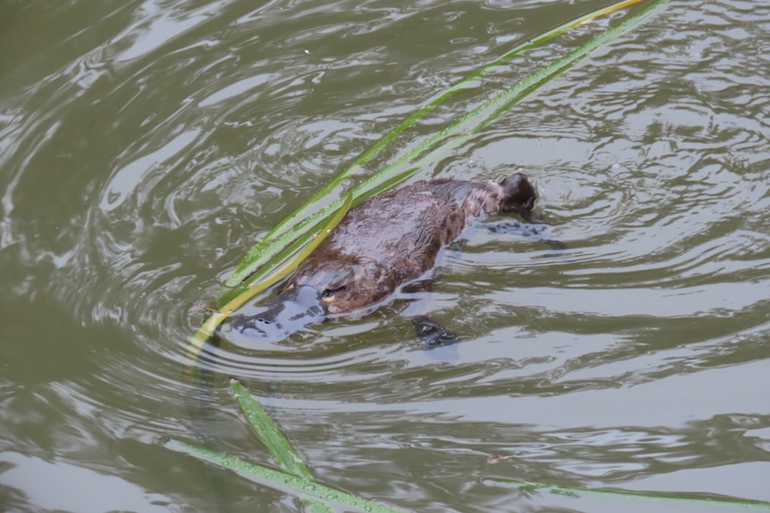 A platypus swimming in water