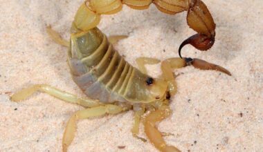 Study reveals scorpions’ sting and pincers fortified with metal | Northwest & National News