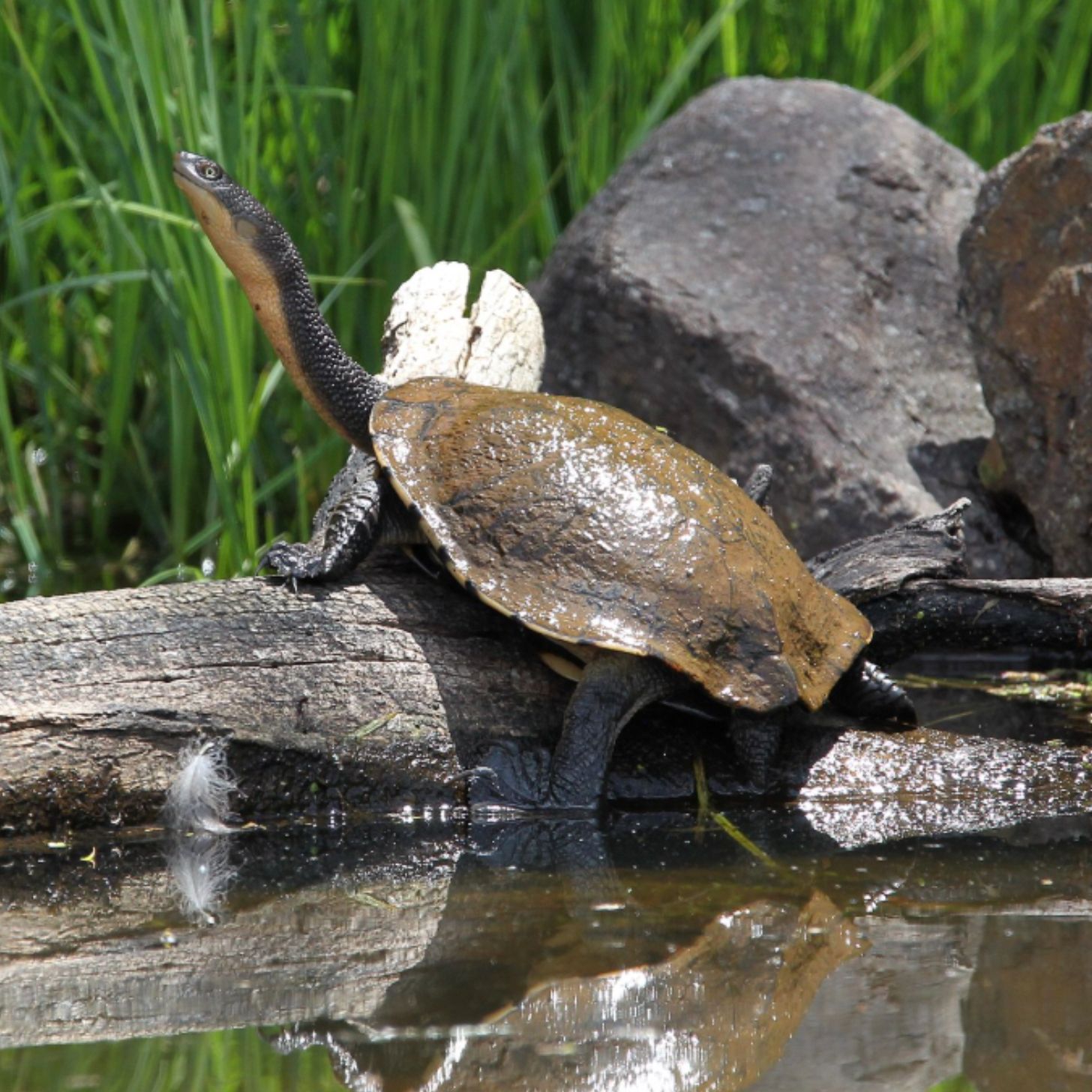 An eastern long-necked turtle basks in the sun