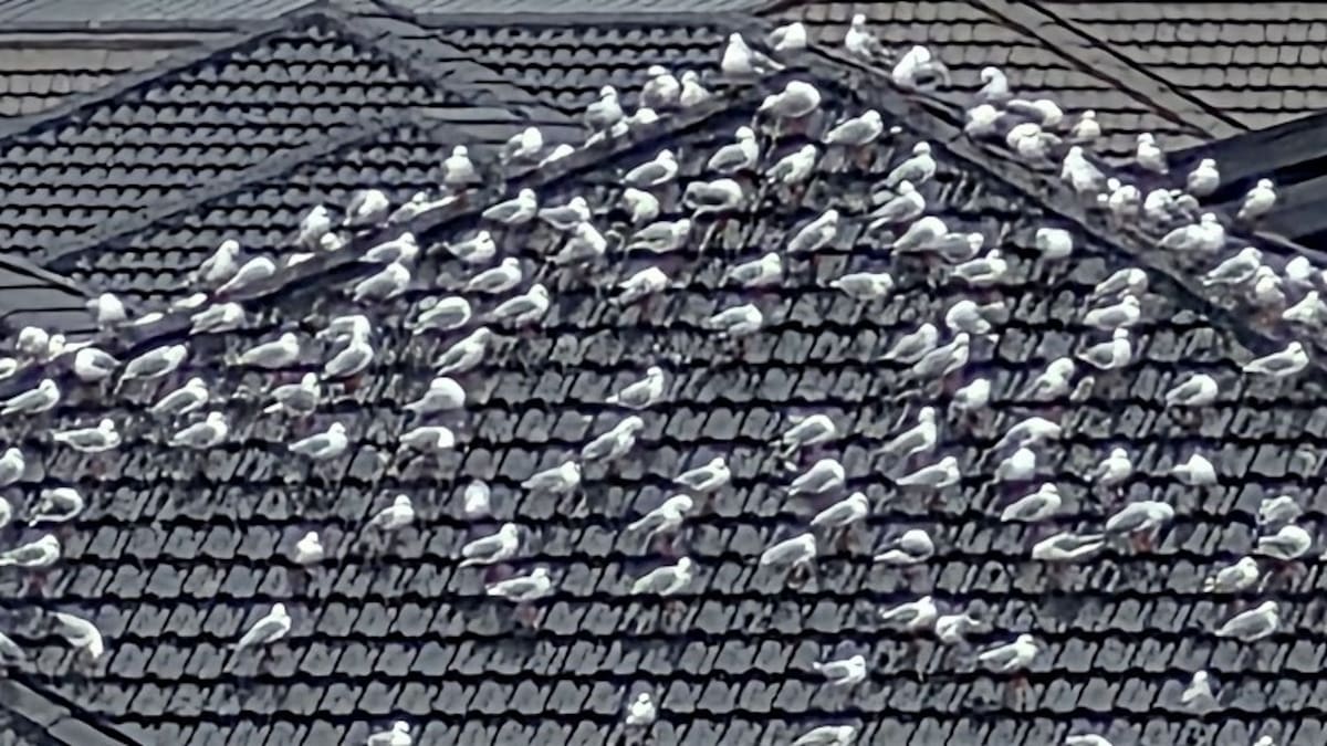 Whangārei residents warned over seagull droppings as council issues pamphlets