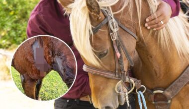 Horse seriously injured in Pāpāmoa Beach dog attack