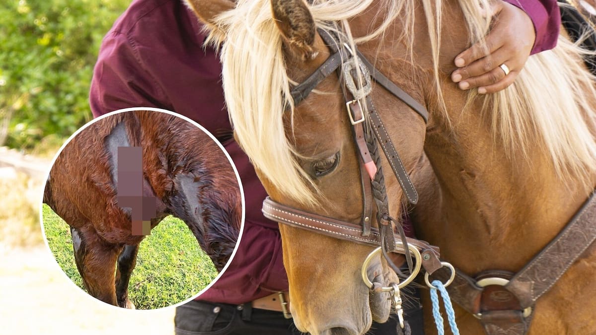 Horse seriously injured in Pāpāmoa Beach dog attack