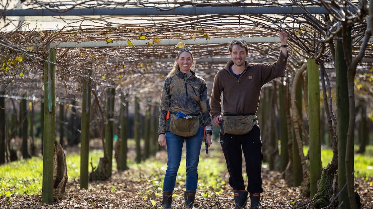 Northland’s kiwifruit growers earn record $136 million return