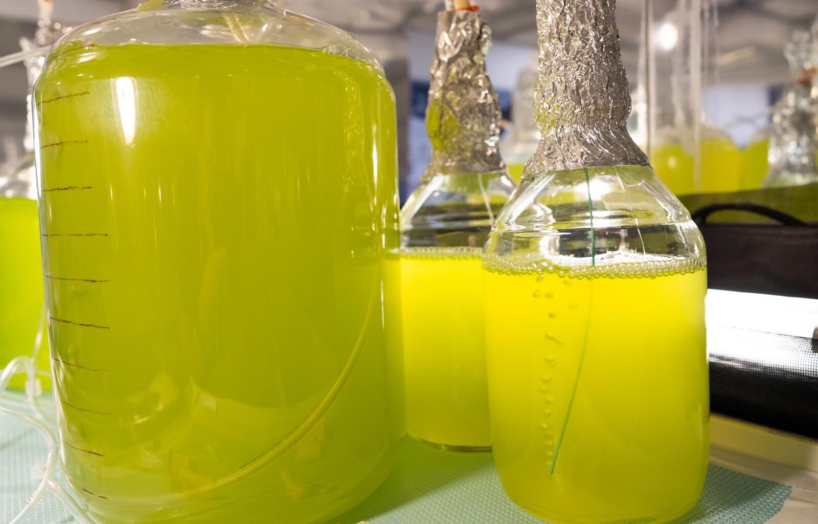 As Day Turns to Night, Blue-Green Algae Undergo a Molecular Rewiring