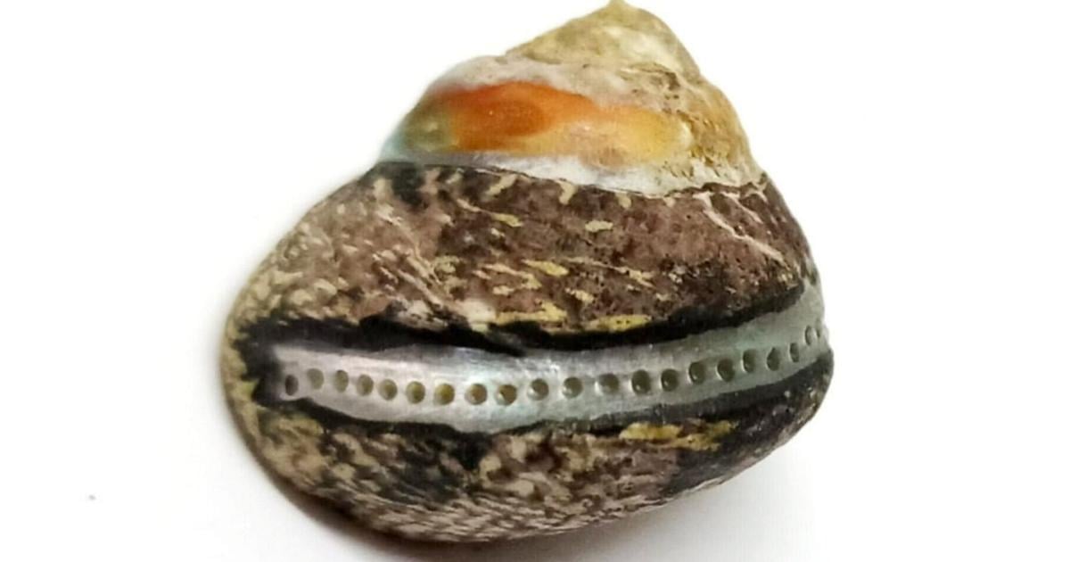 Research shows Neanderthals gathered shellfish like modern humans | Northwest & National News