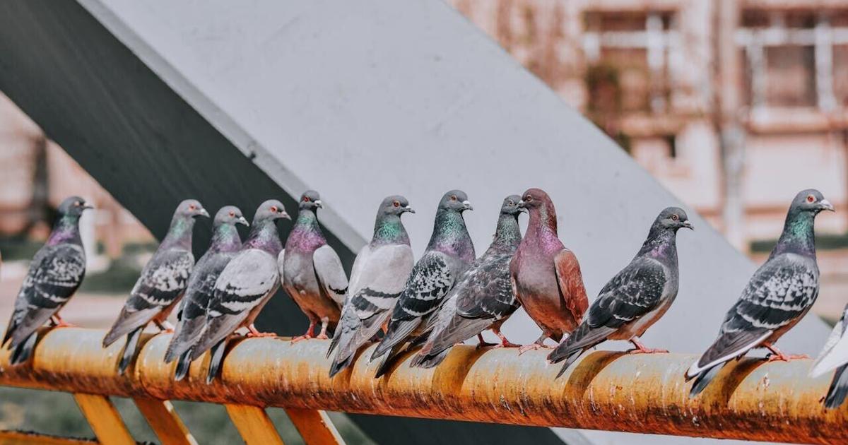 Pigeons navigate using magnetic sensors in livers | National