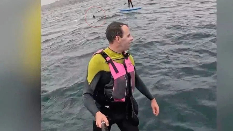 Santa Barbara County shark encounter