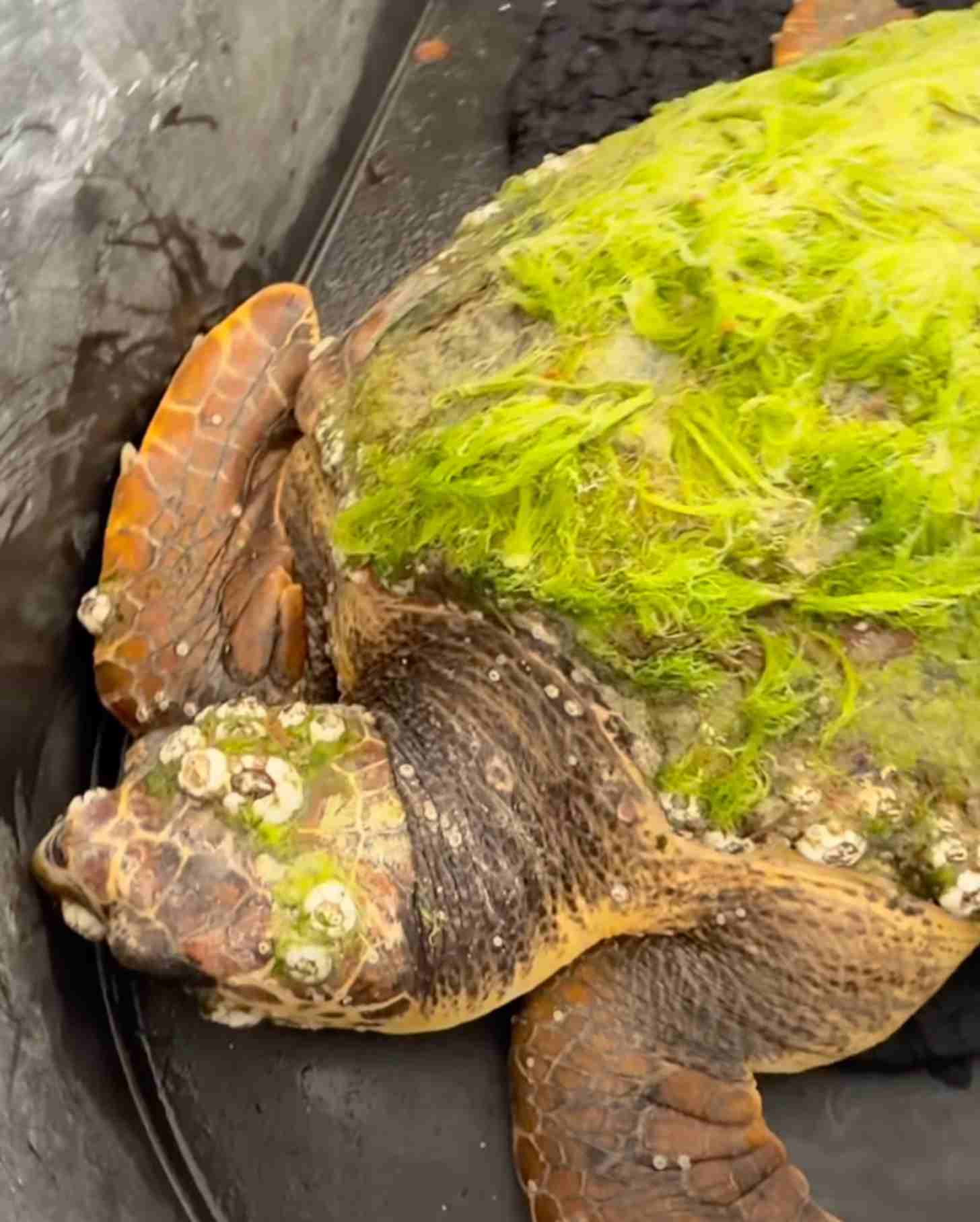 A sea turtle covered in algae and barnacles is in a washtub